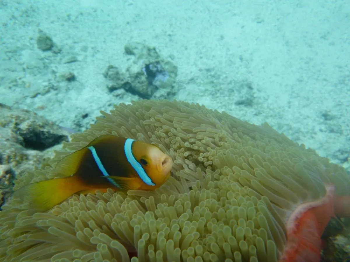 Hotel La Perle Tahaa Tapu' amu Polinezja Francuska