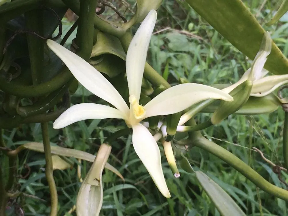 La Perle Tahaa Hotell Tapu' amu