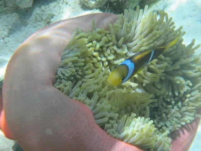 Hotel La Perle Tahaa à Tapu' amu