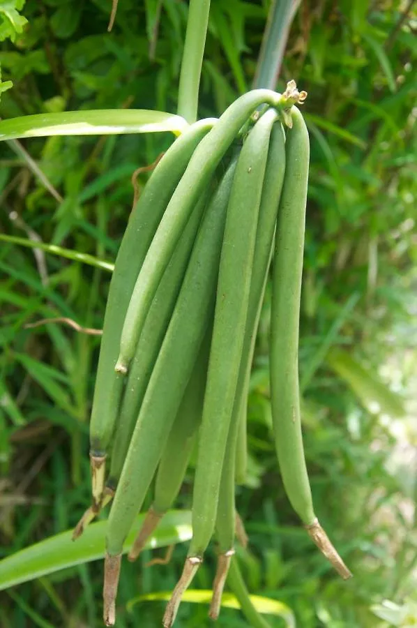 فندق La Perle Tahaa Tapu' amu